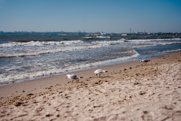 seagulls walk and fly on the seashore