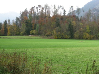 Fototapeta premium Herbst