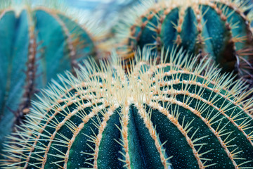 Close up.Brown thorn cactus texture background.