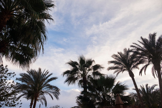 Palms and clouds in tropical resort on a sunset. Background use