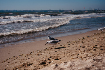 seagulls walk and fly on the seashore