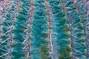 Close up.Brown thorn cactus texture background.