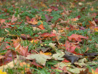 Multi-colored maple leaves on the ground with green grass.