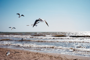 seagull birds in flight over the sea