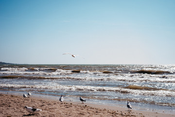 seagull birds in flight over the sea
