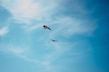 birds seagulls on a background of blue sky