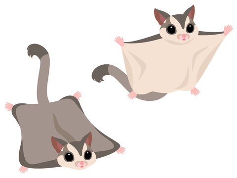 97 Best フクロモモンガ Images Stock Photos Vectors Adobe Stock