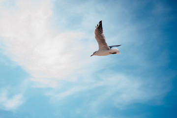one seagull against a blue sky