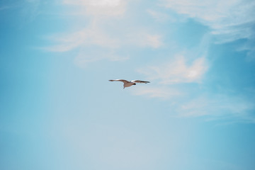 one seagull against a blue sky