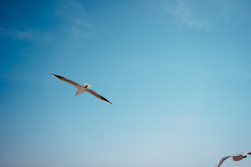 one seagull against a blue sky