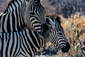 Fototapeta na wymiar Zebre au par national d'etosha en namibie