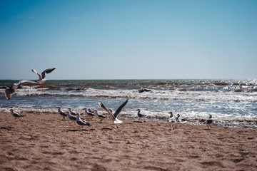 Fototapeta na wymiar seagulls walk and fly on the seashore