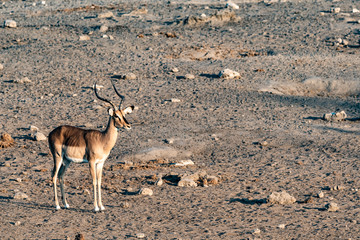 Gazelle springbock parc national d'etosha en Namibie	