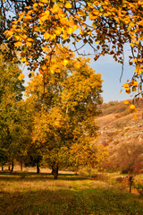 Fototapeta na wymiar Autumn background, yellowed leaves on the poplar trees.