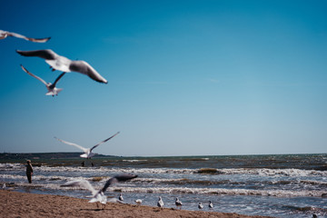 seagull birds in flight over the sea