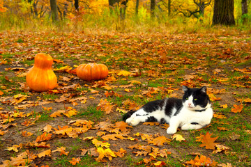Funny cat in yellow leaves and orange pumpkins in the autumn park
