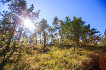 Sunlight Shining Through Pine Trees In Forest Against Blue Sky