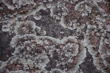 abstract moss drawing on stone, suitable for background