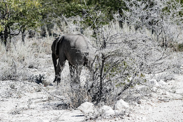 Bébé éléphant au parc national d'etosha en namibie, afrique