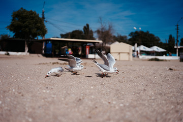 Fototapeta na wymiar seagulls walk and fly on the seashore