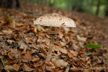 Champignon 2 