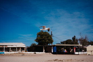 seagulls walk and fly on the seashore