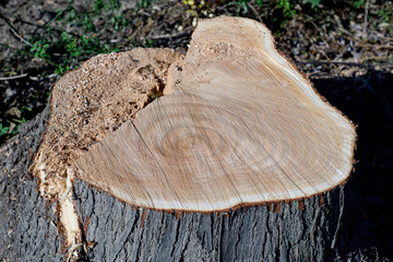 切断されたばかりの切り株