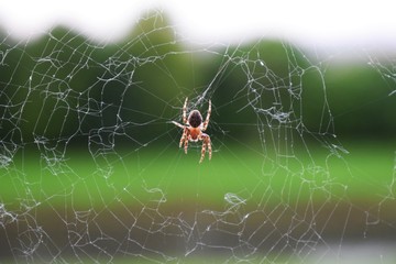 spider on web