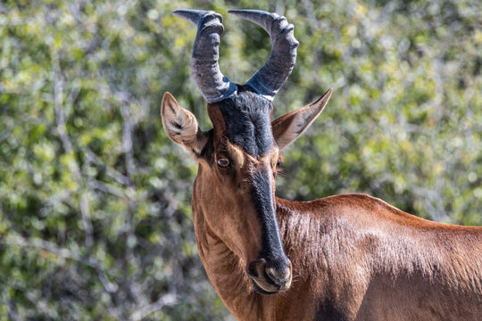 Bubale - Alcelaphus buselaphus au parc national d'etosha en namibie, afrique