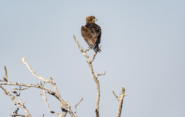 Aigle en Namibie, Afrique