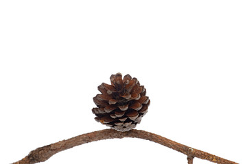 Pinecone or Pine flower isolated on white background with clipping path.