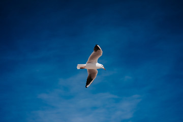 one seagull against a blue sky