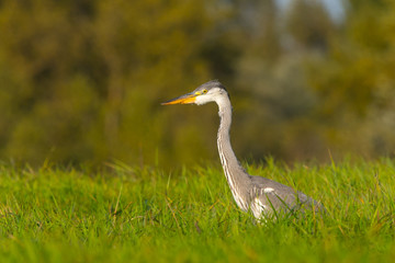 Fototapeta premium Grey heron Ardea cinerea standing in tall grass on a meadow. Looking for food. Small animals such as voles.