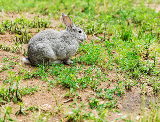 Naklejka na ściany i meble A gray rabbit is sitting on the green grass.