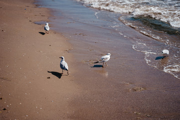 seagulls walk and fly on the seashore