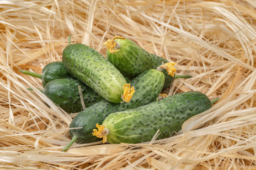 cucumber