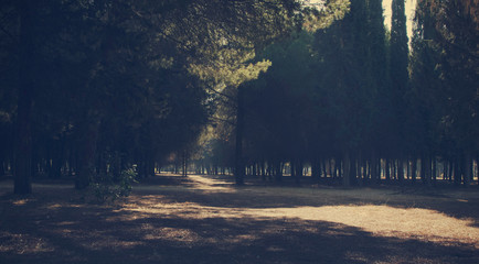 Sun's rayas and shade through coniferous trees. Infanta Elena Park, Seville, Spain