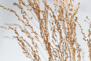Creative golden painted herbarium grass. Autumn season concept. Gold autumn. Decoration plant on silver paper background with copy space.