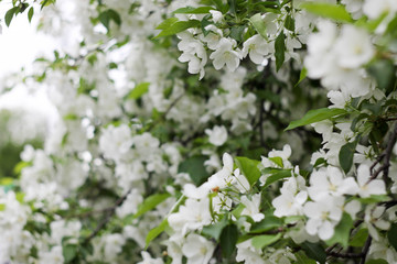 apple tree blossoms