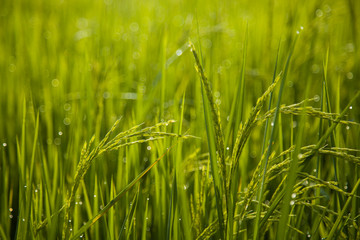 Obraz premium Zamknij się pola ryżowe rano