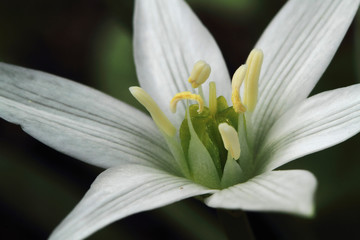 closeup of white flower