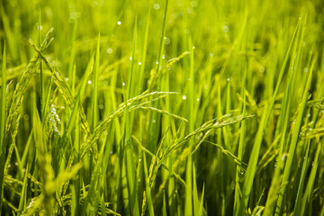Close up rice field on the morning