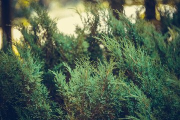 Fototapeta premium Decorative plant growing in the park