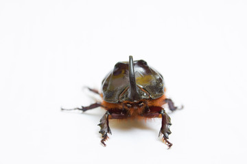 Rhinoceros beetle close up - studio shot, insectoid biology