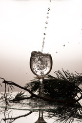 Glass of water spruce tree splashing wet spruce