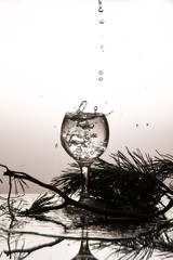 Glass of water spruce tree splashing wet spruce