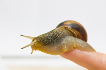 Close-up grape snail on female finger, pet - biology, food
