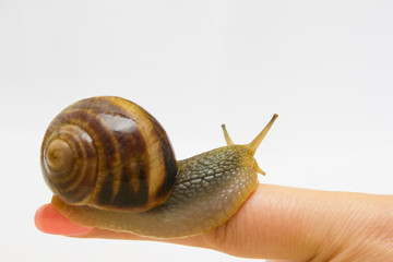 Close-up grape snail on female finger, pet - biology, food