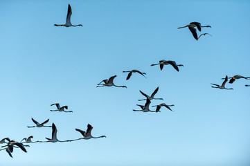 Silhouette of Flying Flamingos