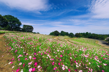 コスモス畑